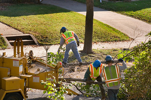 Lawn Renovation and Restoration in Forestdale, MA